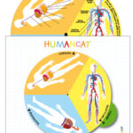 TAULA Humancat/Aparells cos humà-0