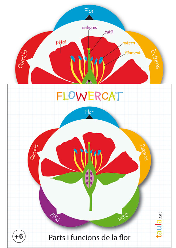 TAULA Flowercat/Parts i funcions flor-0