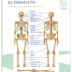 EDIGOL LAP Esqueleto/cráneo/70×100-0
