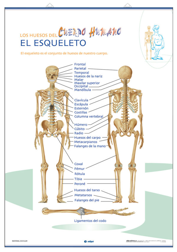 EDIGOL LAP Esqueleto/cráneo/70x100-0